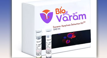 
Dynamic Apoptosis Detection Kit